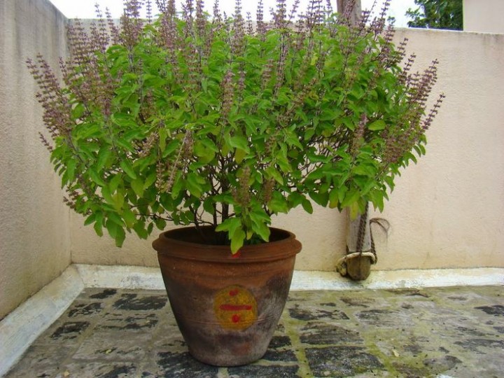 tulsi-1626776348.jpg