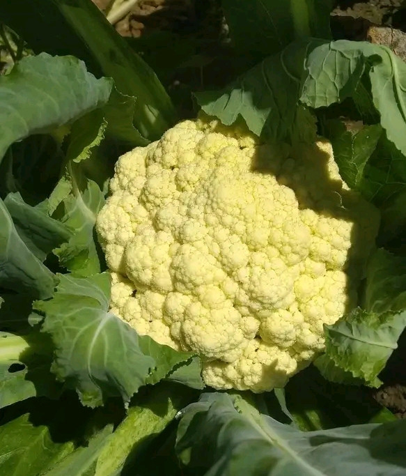 1654656097243_1-1654656140.jpg