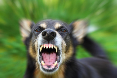 barking-dog-with-rabies_v-1672808571.jpg